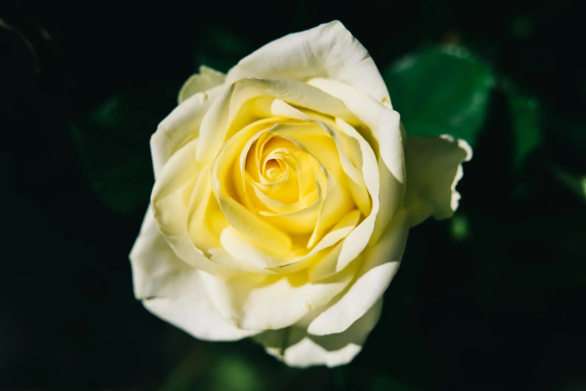 Yellow rose close-up