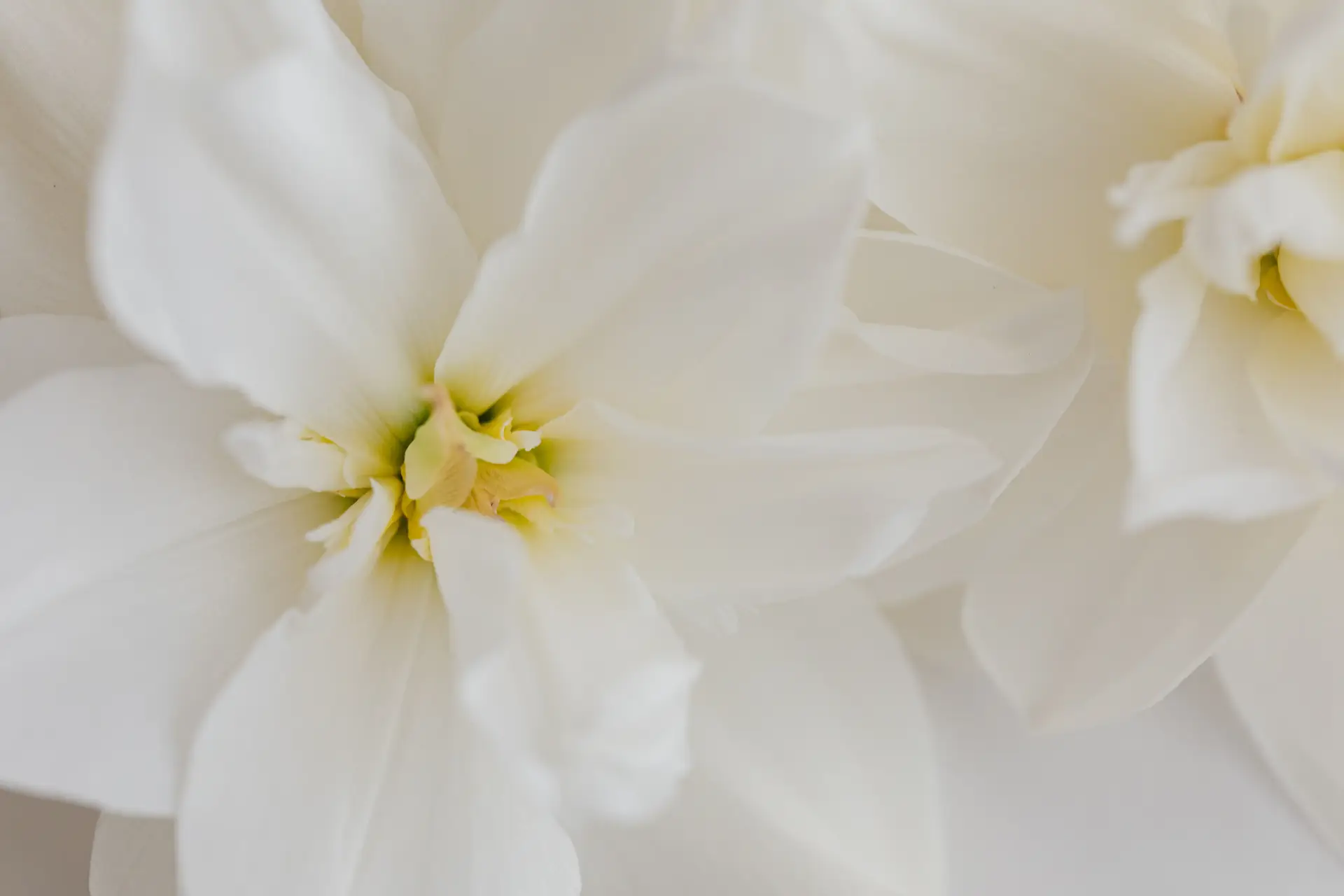 Delicate white flowers representing bespoke service
